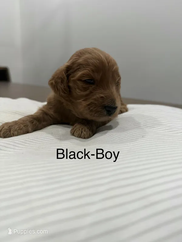 Jet , a male Goldendoodle for sale in Houston, TX – Photo 1 of 4