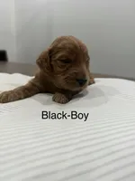 Jet , a male Goldendoodle for sale in Houston, TX – Photo 1 of 4