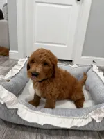 Jet  Golden Doodle, a male Goldendoodle for sale in Houston, TX – Photo 2 of 10