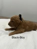 Jet , a male Goldendoodle for sale in Houston, TX – Photo 2 of 4