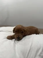 Jet , a male Goldendoodle for sale in Houston, TX – Photo 3 of 4