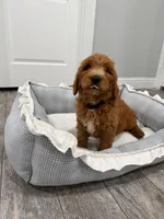 Jet  Golden Doodle, a male Goldendoodle for sale in Houston, TX – Photo 3 of 10