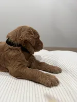 Jet , a male Goldendoodle for sale in Houston, TX – Photo 4 of 4