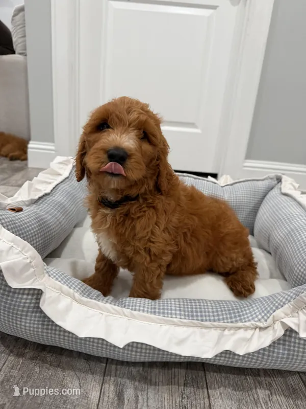 Jet  Golden Doodle – Goldendoodle puppy for sale in Houston, TX