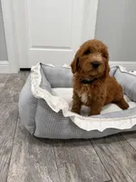 Jet  Golden Doodle, a male Goldendoodle for sale in Houston, TX – Photo 5 of 10