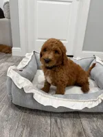 Jet  Golden Doodle, a male Goldendoodle for sale in Houston, TX – Photo 4 of 10