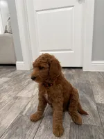 Ember  Golden Doodle, a male Goldendoodle for sale in Houston, TX – Photo 6 of 8