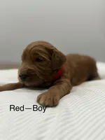 Ember , a male Goldendoodle for sale in Houston, TX – Photo 1 of 4