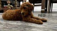 Ember  Golden Doodle, a male Goldendoodle for sale in Houston, TX – Photo 2 of 8