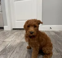 Ember  Golden Doodle, a male Goldendoodle for sale in Houston, TX – Photo 5 of 8