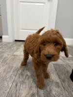 Ember  Golden Doodle, a male Goldendoodle for sale in Houston, TX – Photo 3 of 8