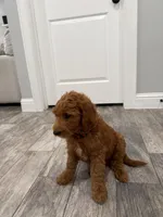 Ember  Golden Doodle, a male Goldendoodle for sale in Houston, TX – Photo 7 of 8