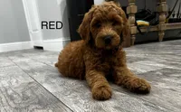 Ember  Golden Doodle, a male Goldendoodle for sale in Houston, TX – Photo 1 of 8