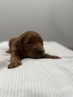 Ember , a male Goldendoodle for sale in Houston, TX – Photo 2 of 4