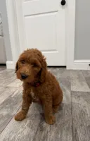 Ember  Golden Doodle, a male Goldendoodle for sale in Houston, TX – Photo 4 of 8