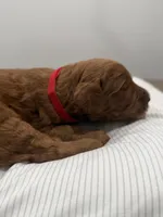 Ember , a male Goldendoodle for sale in Houston, TX – Photo 4 of 4