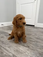 Creed Golden Doodle, a male Goldendoodle for sale in Houston, TX – Photo 4 of 9