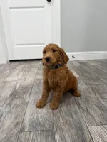 Creed Golden Doodle, a male Goldendoodle for sale in Houston, TX – Photo 5 of 9