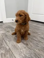 Creed Golden Doodle, a male Goldendoodle for sale in Houston, TX – Photo 7 of 9