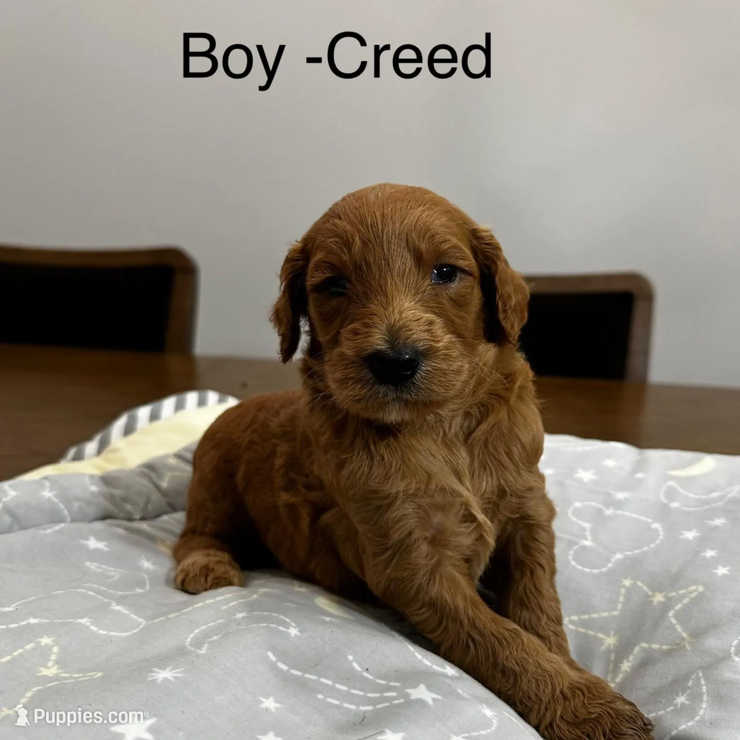 Creed , a male Goldendoodle for sale in Houston, TX – Photo 2 of 2