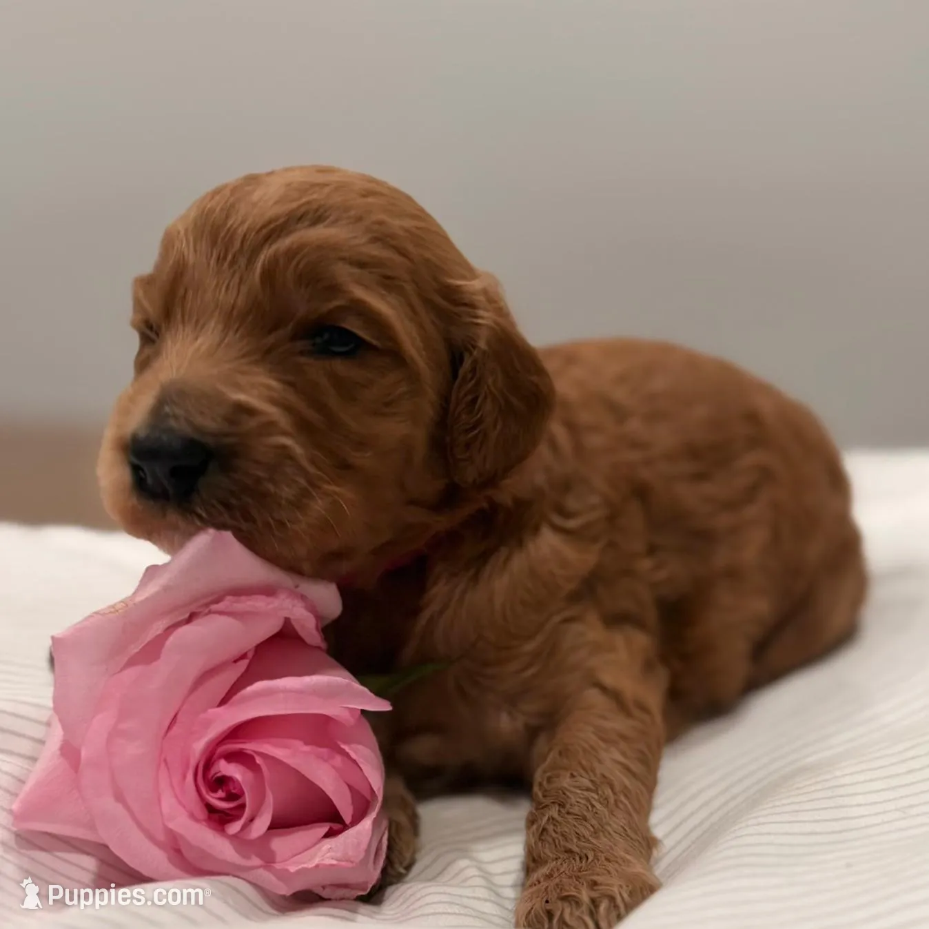 Aurora, a male Goldendoodle for sale in Houston, TX – Photo 3 of 3