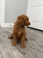 Creed Golden Doodle, a male Goldendoodle for sale in Houston, TX – Photo 2 of 9