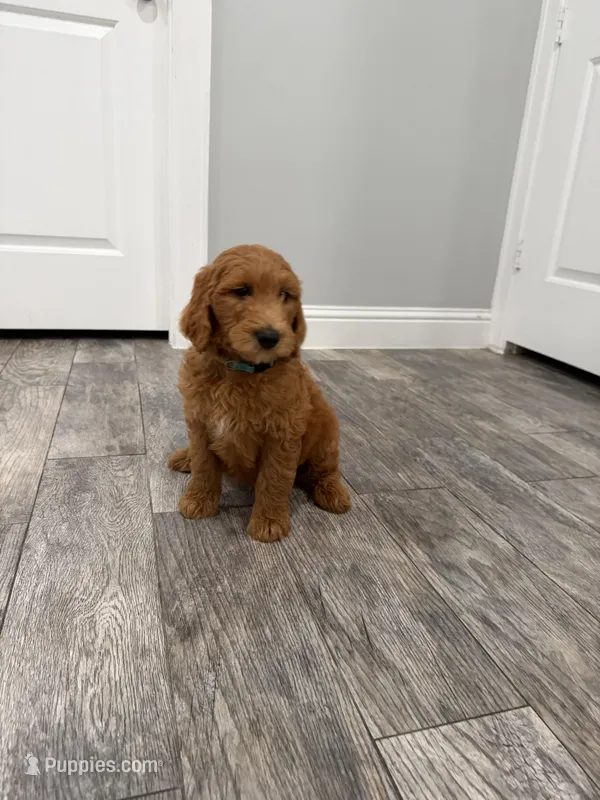Creed Golden Doodle – Goldendoodle puppy for sale in Houston, TX