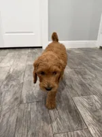 Creed Golden Doodle, a male Goldendoodle for sale in Houston, TX – Photo 3 of 9