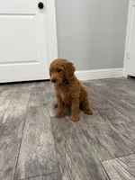 Creed Golden Doodle, a male Goldendoodle for sale in Houston, TX – Photo 6 of 9