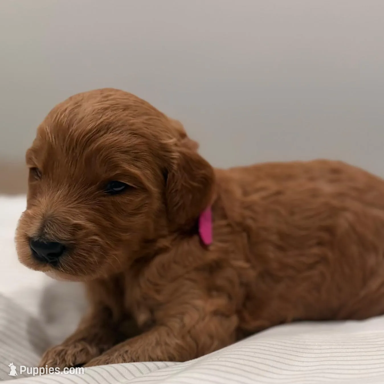 Aurora, a male Goldendoodle for sale in Houston, TX – Photo 1 of 3