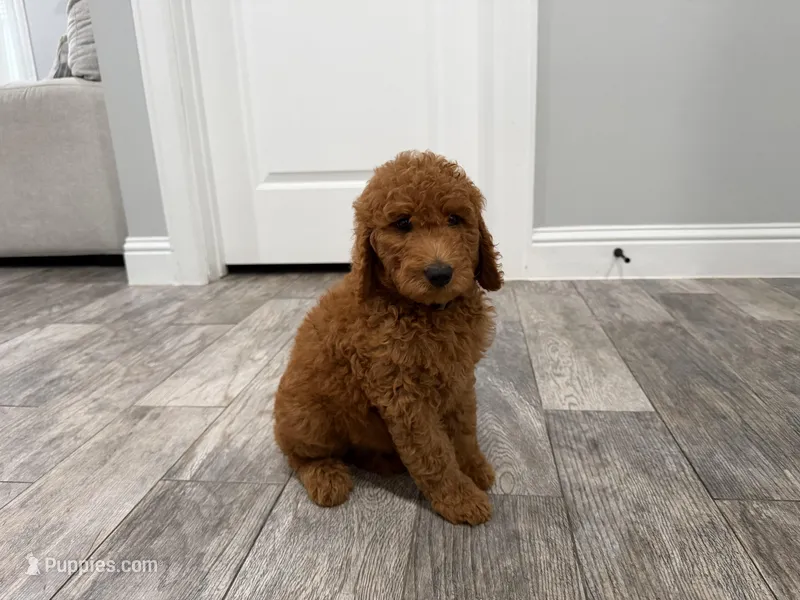 Cam Golden Doodle – Goldendoodle puppy for sale in Houston, TX