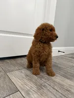 Cam Golden Doodle, a male Goldendoodle for sale in Houston, TX – Photo 7 of 10