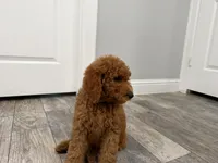 Cam Golden Doodle, a male Goldendoodle for sale in Houston, TX – Photo 4 of 10