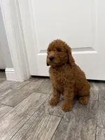 Cam Golden Doodle, a male Goldendoodle for sale in Houston, TX – Photo 6 of 10