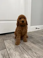 Cam Golden Doodle, a male Goldendoodle for sale in Houston, TX – Photo 5 of 10