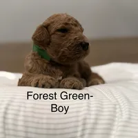 Cam F2 Golden Doodle, a male Goldendoodle for sale in Houston, TX – Photo 2 of 3