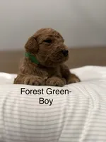 Cam , a male Goldendoodle for sale in Houston, TX – Photo 2 of 3