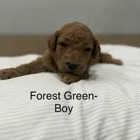 Cam F2 Golden Doodle, a male Goldendoodle for sale in Houston, TX – Photo 1 of 3