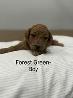 Cam , a male Goldendoodle for sale in Houston, TX – Photo 1 of 3