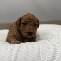 Cam F2 Golden Doodle, a male Goldendoodle for sale in Houston, TX – Photo 3 of 3