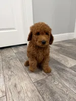 Cam Golden Doodle, a male Goldendoodle for sale in Houston, TX – Photo 3 of 10