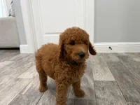 Cam Golden Doodle, a male Goldendoodle for sale in Houston, TX – Photo 2 of 10