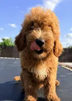 Bear. Golden Doodle, a male Goldendoodle for sale in Houston, TX – 2 of 9