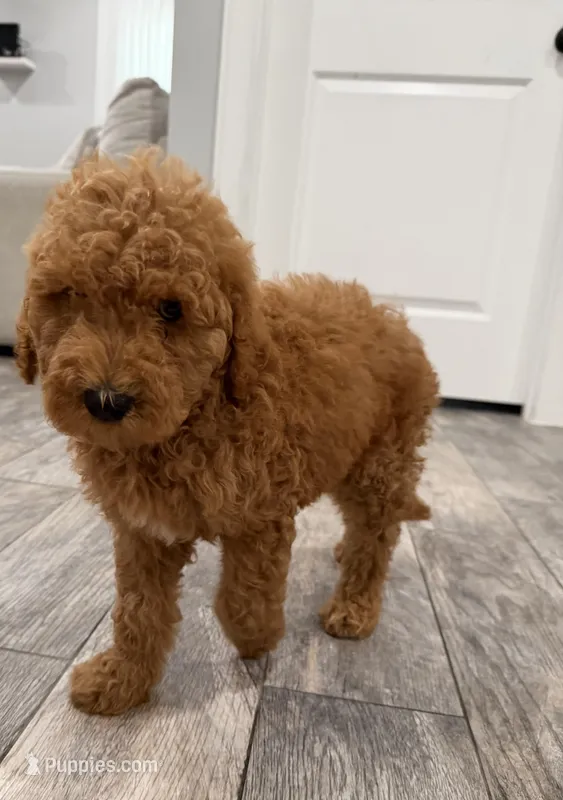 Basil  Golden Doodle – Goldendoodle puppy for sale in Houston, TX