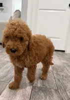 Basil  Golden Doodle, a male Goldendoodle for sale in Houston, TX – Photo 1 of 6