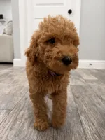 Basil  Golden Doodle, a male Goldendoodle for sale in Houston, TX – Photo 2 of 6