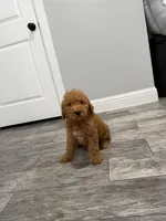 Basil  Golden Doodle, a male Goldendoodle for sale in Houston, TX – Photo 3 of 6