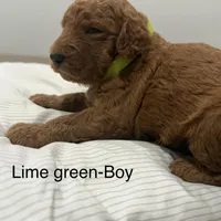 Basil F2 Golden Doodle, a male Goldendoodle for sale in Houston, TX – Photo 1 of 2