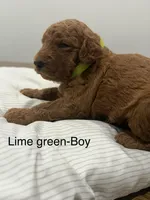 Basil, a male Goldendoodle for sale in Houston, TX – Photo 1 of 2