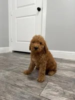 Basil  Golden Doodle, a male Goldendoodle for sale in Houston, TX – Photo 4 of 6